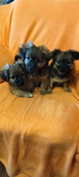 Catelusi Pechinez de vanzare,