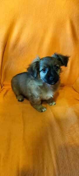 Catelusi Pechinez de vanzare,