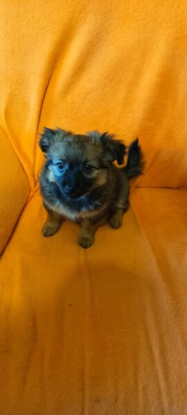 Catelusi Pechinez de vanzare,