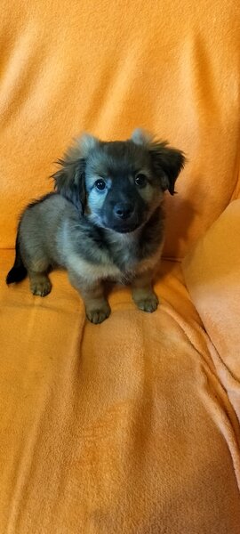 Catelusi Pechinez de vanzare,