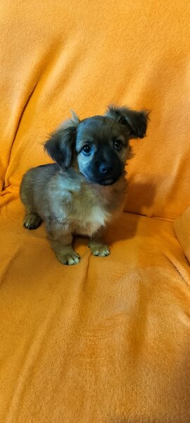 Catelusi Pechinez de vanzare,