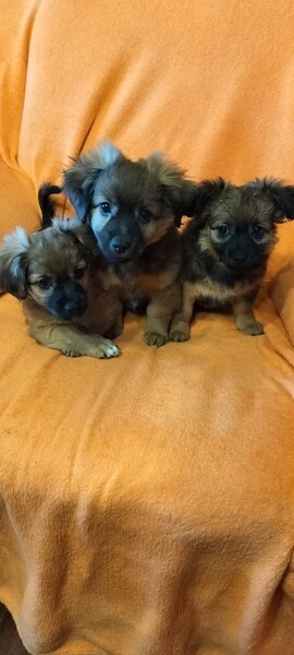 Catelusi Pechinez de vanzare,