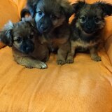 Catelusi Pechinez de vanzare