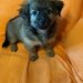 Catelusi Pechinez de vanzare,
